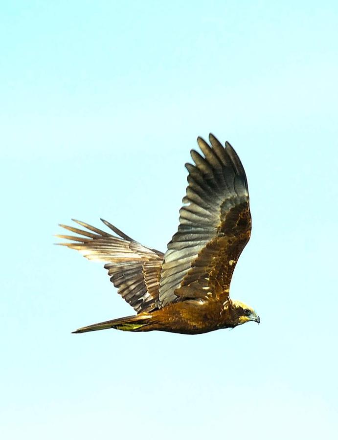 Отель Red Earth Kabini Begur Экстерьер фото