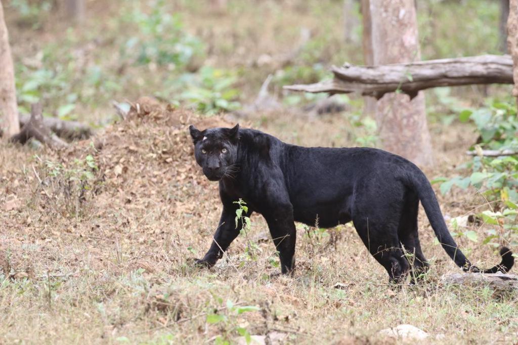 Отель Red Earth Kabini Begur Экстерьер фото