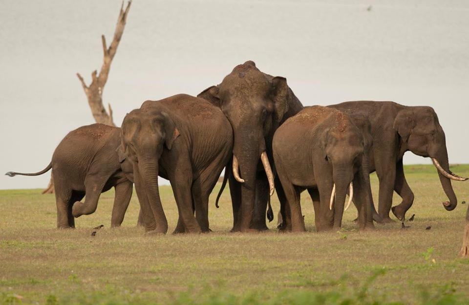 Отель Red Earth Kabini Begur Экстерьер фото